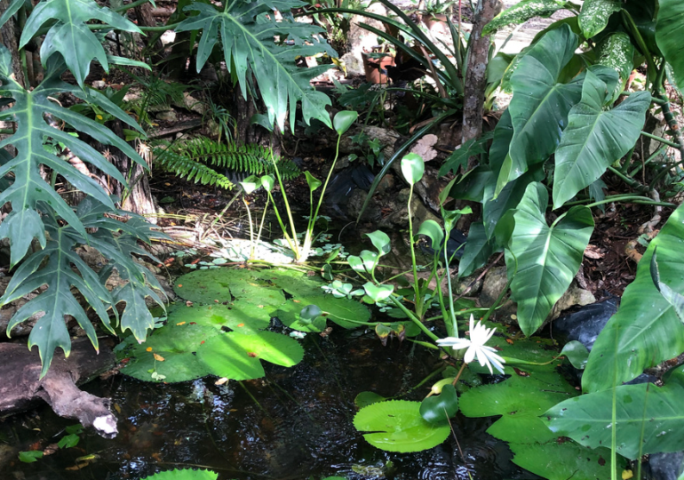🌿 PROYECTO SUSTENTABLE EN LA SELVA – QUALIA TULUM